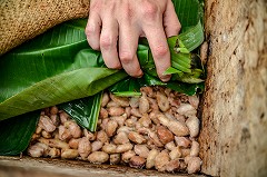カカオ豆の発酵作業